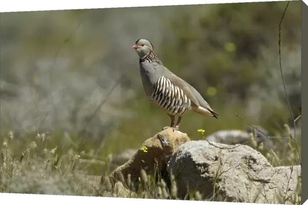 Barbary Partridge (Alectoris barbara) adult male, standing on rock, Fuerteventura, Canary Islands, march