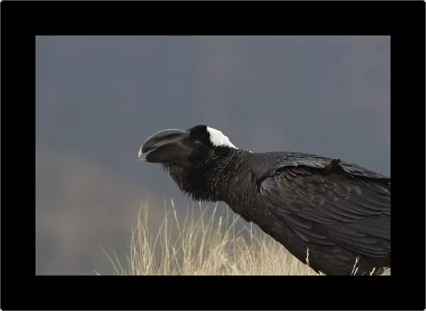 Thick-billed Raven (Corvus crassirostris) adult, calling, close-up of head, Simien Mountains, Ethiopia