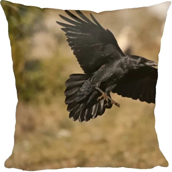Common Raven (Corvus corax) adult, in flight, Pyrenees, Catalonia, Spain, november