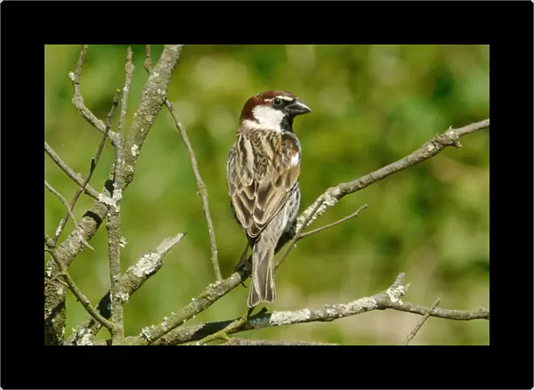 Spanish Sparrow (Passer hispaniolensis) adult male, perched on twig, Baracina, Portalegre District, Alentejo, Portugal, april