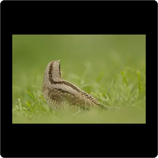 Eurasian Wryneck (Jynx torquilla) adult, with head turned away, standing on ground amongst grass, Norfolk, England, august