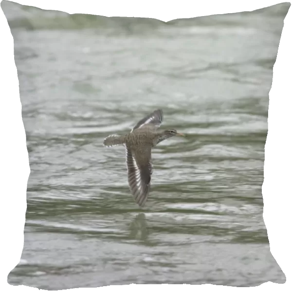 Spotted Sandpiper (Actitis macularia) adult, in flight over river, Rocky Mountains, Alberta, Canada, june
