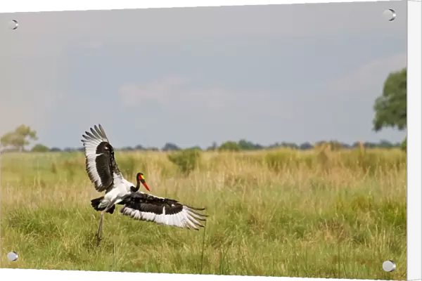 Saddle-billed Stork (Ephippiorhynchus senegalensis) adult male, in flight, landing in habitat, Okavango Delta, Botswana