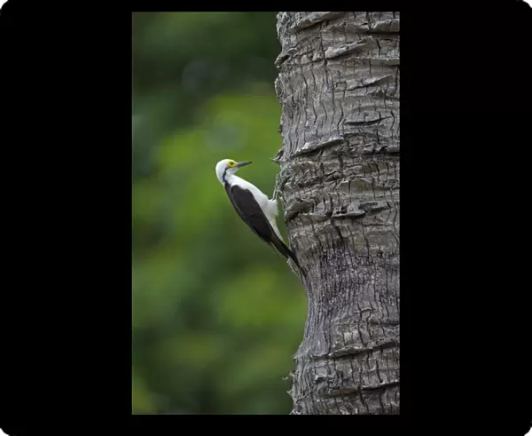 White Woodpecker (Melanerpes candidus) adult, clinging to tree trunk, Pantanal, Mato Grosso, Brazil