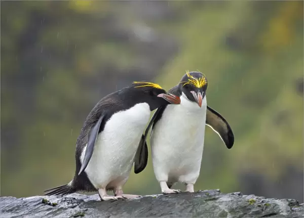 Macaroni Penguin (Eudyptes chrysolophus) adult pair, standing together on rock during rainfall, Royal Bay, South Georgia