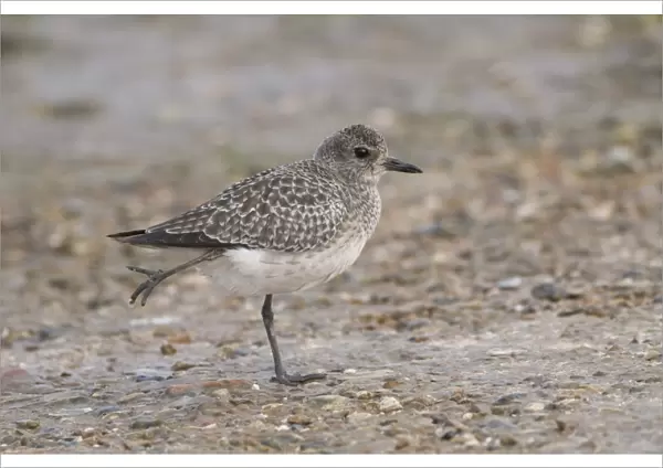 Grey Plover (Pluvialis squatarola) adult, winter plumage, stretching out leg, standing on shore, England