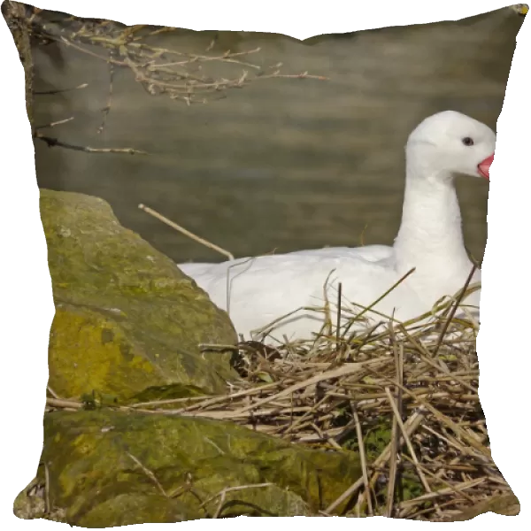 Coscoroba Swan (Coscoroba coscoroba) adult, sitting at nest (captive)
