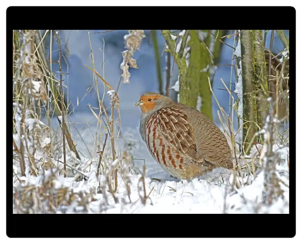 Grey Partridge (Perdix perdix) adult, standing in snow at bottom of hedgerow, Leicestershire, England, november