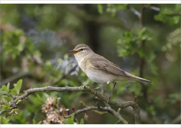 Willow Warbler (Phylloscopus trochilus) adult, singing, perched on hawthorn branch, Leicestershire, England, april