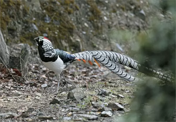 Lady Amherst's Pheasant (Chrysolophus amherstiae) adult male, in breeding plumage, Yunnan, China, may