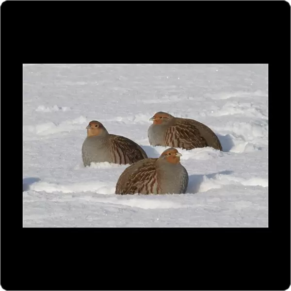 Grey Partridge (Perdix perdix) three adults, foraging in snow, Leicestershire, England, january
