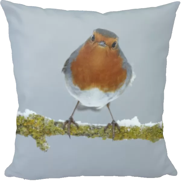 European Robin (Erithacus rubecula) adult, perched on snow covered twig, Shropshire, England, winter