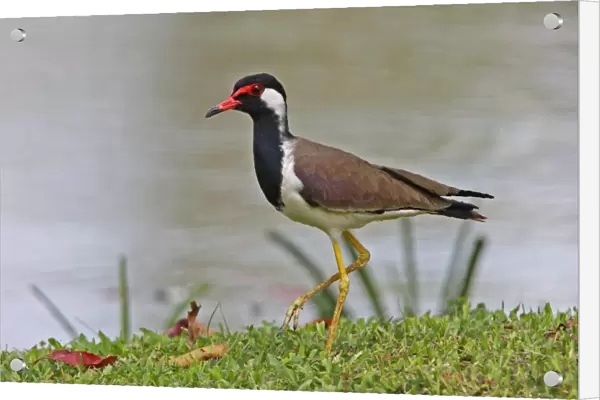 Red-wattled Lapwing (Vanellus indicus) adult, standing at edge of water, Sri Lanka, december