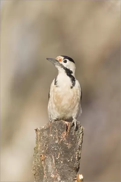 Syrian Woodpecker (Dendrocopos syriacus) adult, perched on stump, Bulgaria, january