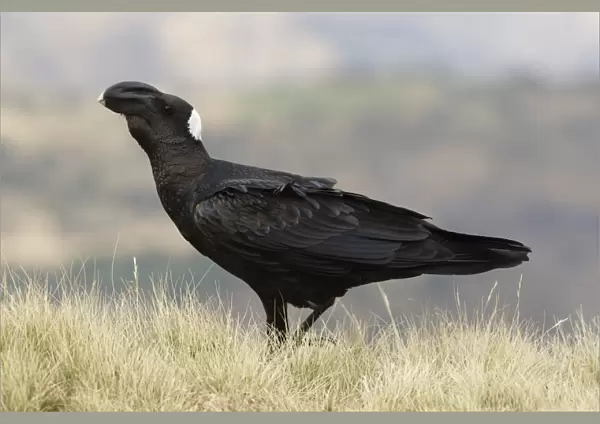 Thick-billed Raven (Corvus crassirostris) adult, walking on grass, Simien Mountains, Ethiopia