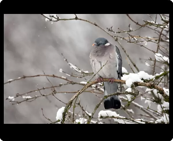 Wood Pigeon (Columba palumbus) adult, perched on snow covered branch, Gloucestershire, England, january