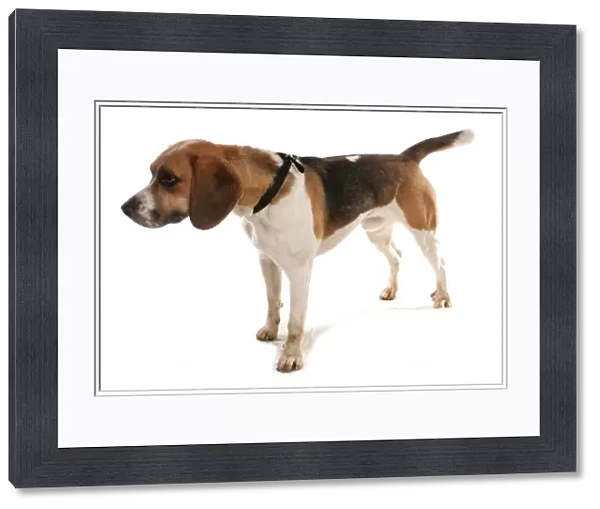 Domestic Dog, Beagle, adult male, with collar, standing