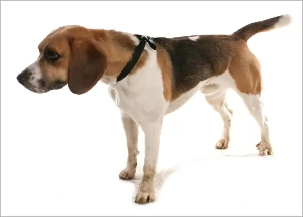 Domestic Dog, Beagle, adult male, with collar, standing