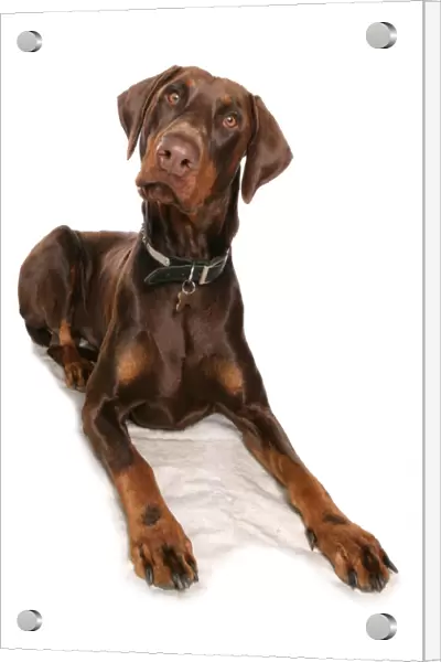 Domestic Dog, Dobermann, brown adult male, with collar and tag, laying