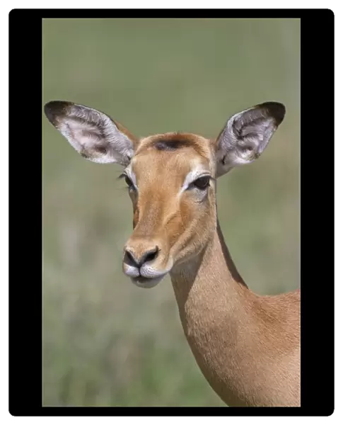 Impala (Aepyceros melampus) adult female, close-up of head, Serengeti N. P. Tanzania, november