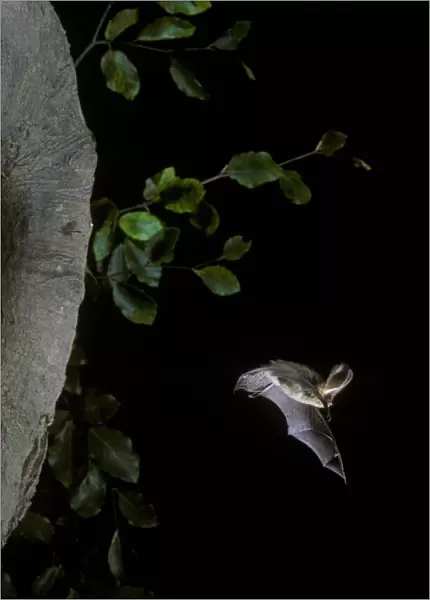 Brown Long-eared Bat (Plecotus auritus) adult, in flight from hole in tree, England