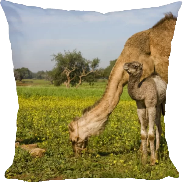 Dromedary Camel (Camelus dromedarius) adult female with young, feeding, standing amongst wildflowers, near Essaouira, Morocco, february