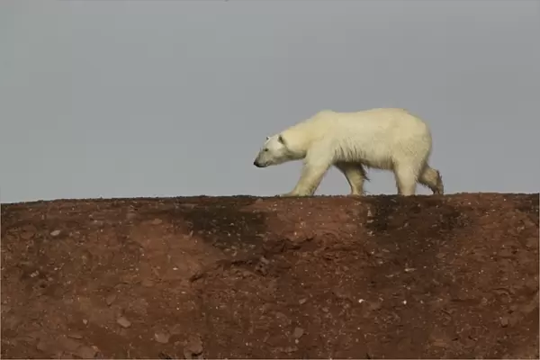 Polar Bear (Ursus maritimus) adult female, walking on ridge, Svalbard, july