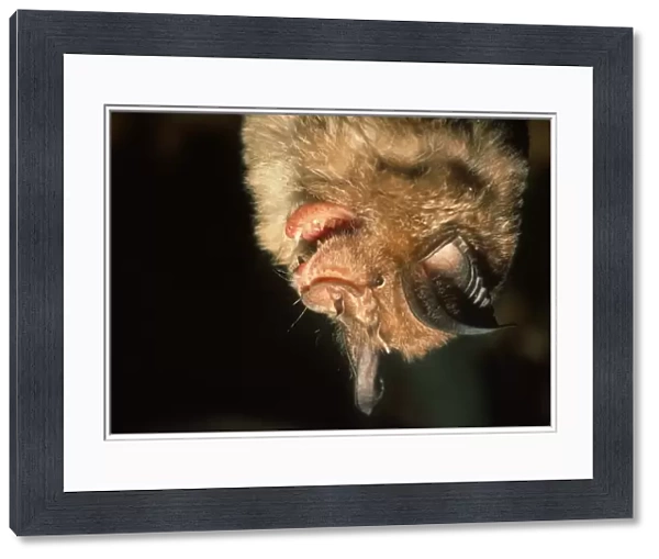 Greater Horseshoe Bat (Rhinolophus ferrumequinum) adult, close-up of head, in hibernation, Italy