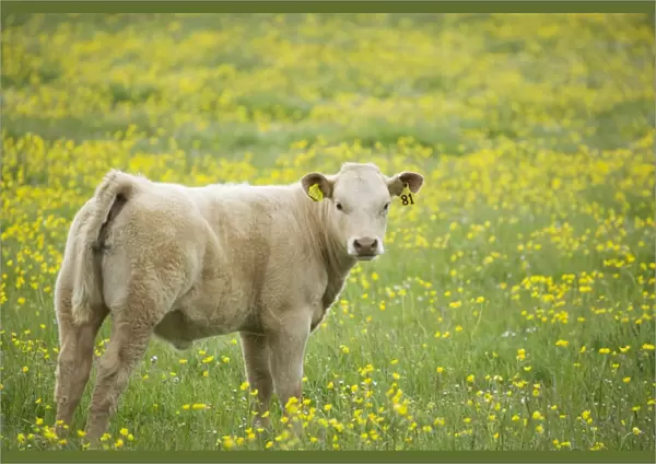 Domestic Cattle, beef calf, standing in pasture with flowering buttercups, Mainland, Orkney, Scotland, june