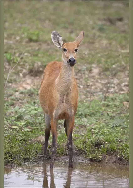 Marsh Deer (Blastocerus dichotomus) adult female, standing at waterhole, Pantanal, Mato Grosso, Brazil