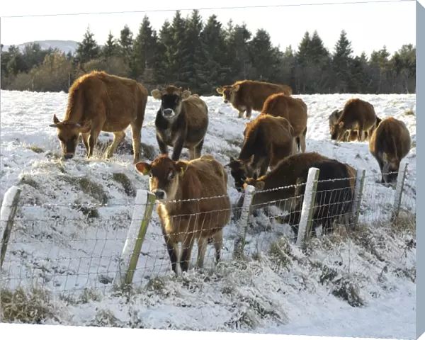 Domestic Cattle, Jersey heifers, herd standing beside wire fence at edge of snow covered pasture, Whitewell, Lancashire, England, november