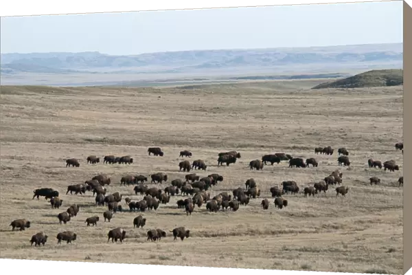 Plains Bison (Bison bison bison) adult males, females and calves, herd walking in shortgrass prairie habitat, West Bloc, Grasslands N. P. Southern Saskatchewan, Canada, october
