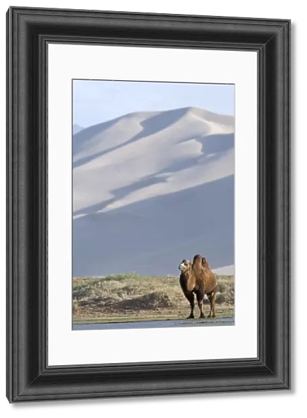 Domesticated Bactrian Camel (Camelus bactrianus) adult, standing in desert habitat, Khongoryn Els Sand Dunes