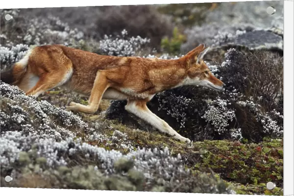 Ethiopian Wolf (Canis simensis) adult, running, hunting prey on afro-alpine moorland, Bale Mountains, Oromia, Ethiopia