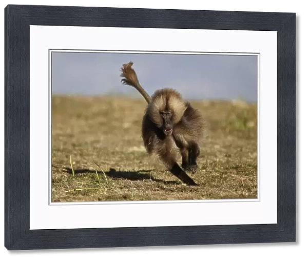 Gelada Baboon (Theropithecus gelada) dominant adult male, running in pursuit of rival male, Simien Mountains, Ethiopia