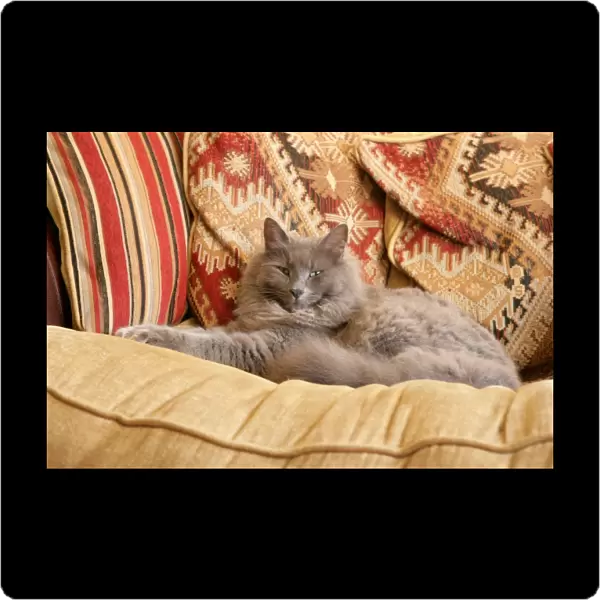 Domestic Cat, grey adult, resting on sofa, England