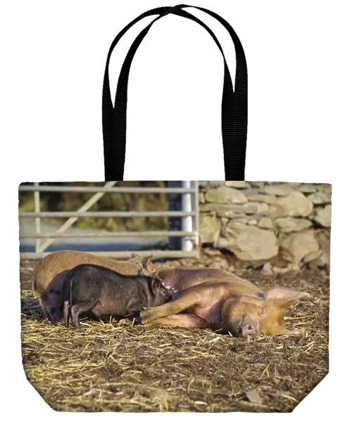 Domestic Pig, Tamworth sow, with Micro Pig (Vietnamese Pot-bellied x Tamworth) piglets suckling, Cumbria, England, november