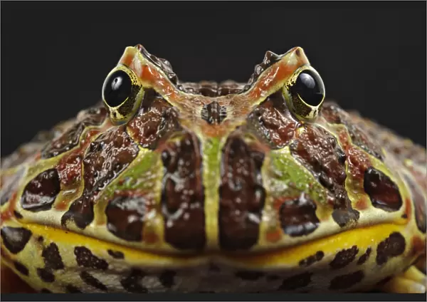 Argentinian Horned Frog (Ceratophrys ornata) adult, close-up of head