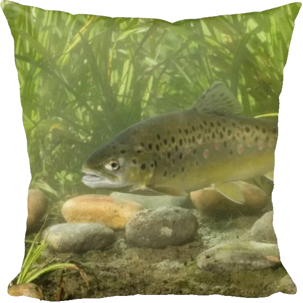 Brown Trout (Salmo trutta fario) adult, swimming, Sussex, England