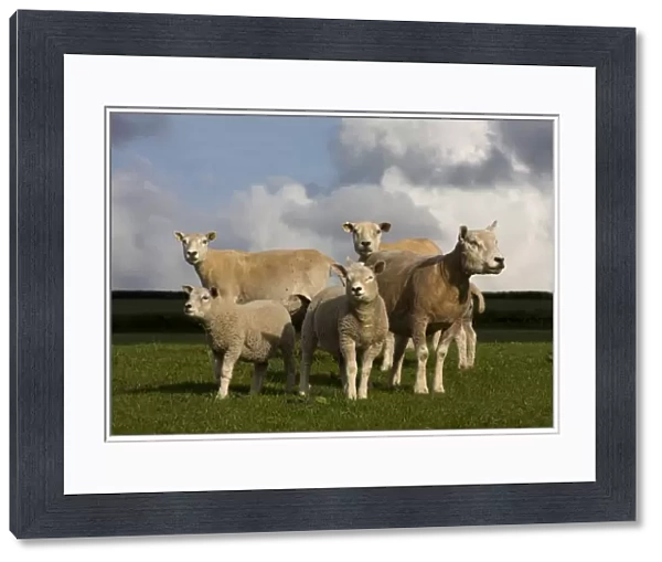 Domestic Sheep, Beltex ewes with lambs, standing in pasture, Carmarthenshire, South Wales, may