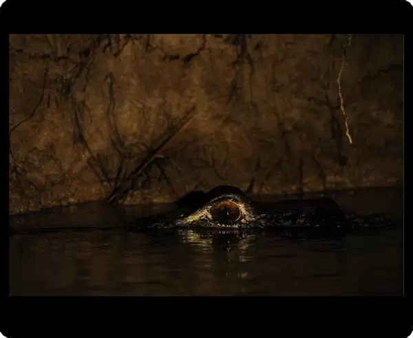 Black Caiman (Melanosuchus niger) adult, close-up of head, resting at surface of water at night, Rupununi, Guyana