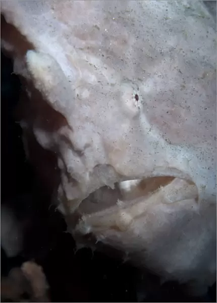 Giant Frogfish (Antennarius commersonii) adult, close-up of head, Bulaken, Seraya, Bali, Lesser Sunda Islands, Indonesia