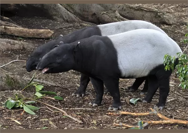 Malayan Tapir (Tapirus indicus) adult pair, feeding (captive)