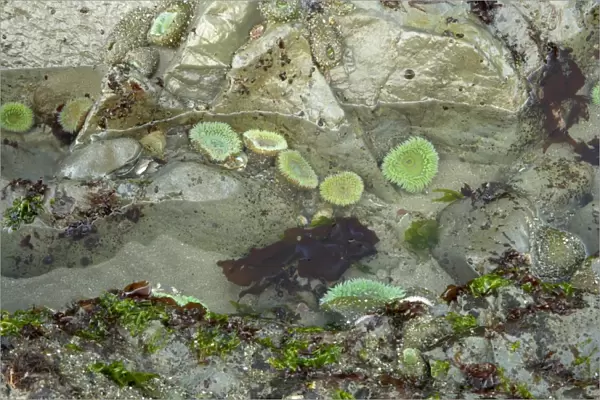 Giant Green Anemone (Anthopleura xanthogrammica) group, in rockpool at low tide, Third Beach, Olympic N. P. Washington State, U. S. A