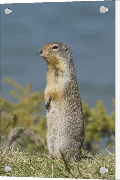 Columbian Ground Squirrel (Urocitellus columbianus) adult, alert, standing on lookout, Rocky Mountains, Alberta, Canada, june