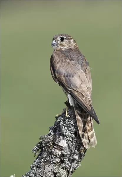 Merlin (Falco columbarius) adult female, perched on stump, England, april (captive)
