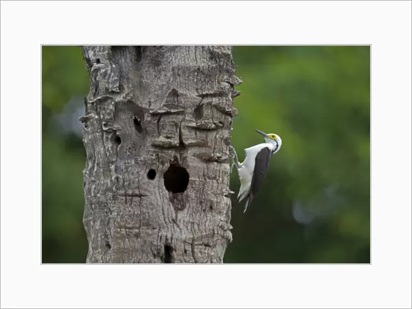 White Woodpecker (Melanerpes candidus) adult, clinging to tree trunk with hole, Pantanal, Mato Grosso, Brazil