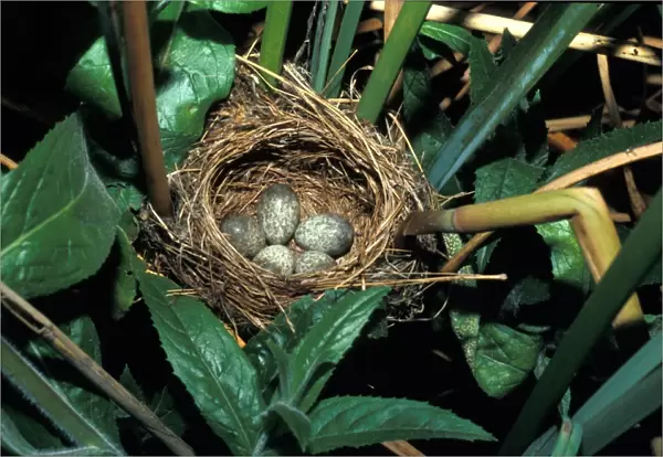 Warbler Reed (Acrocephalus scirpaceus) Eggs in nest