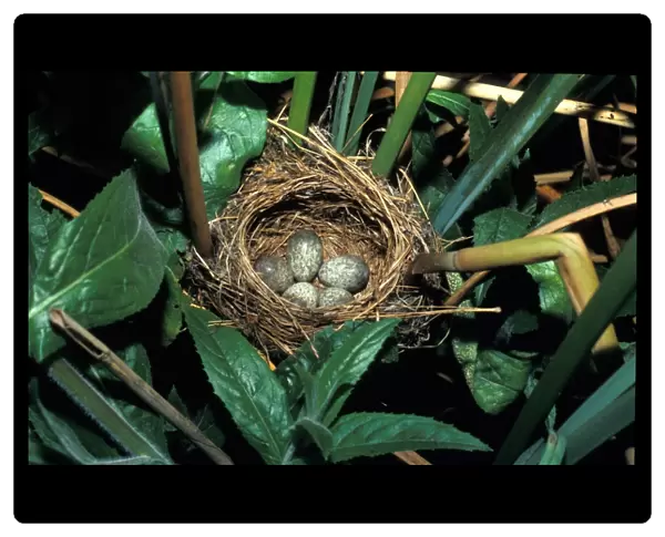Warbler Reed (Acrocephalus scirpaceus) Eggs in nest