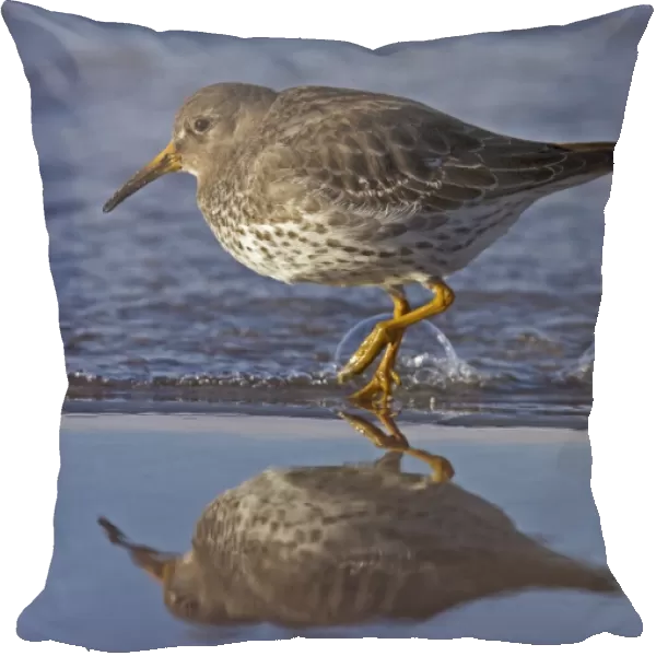 Purple Sandpiper (Calidris maritima) adult, winter plumage, walking at edge of tideline with reflection, Northern Norway, march